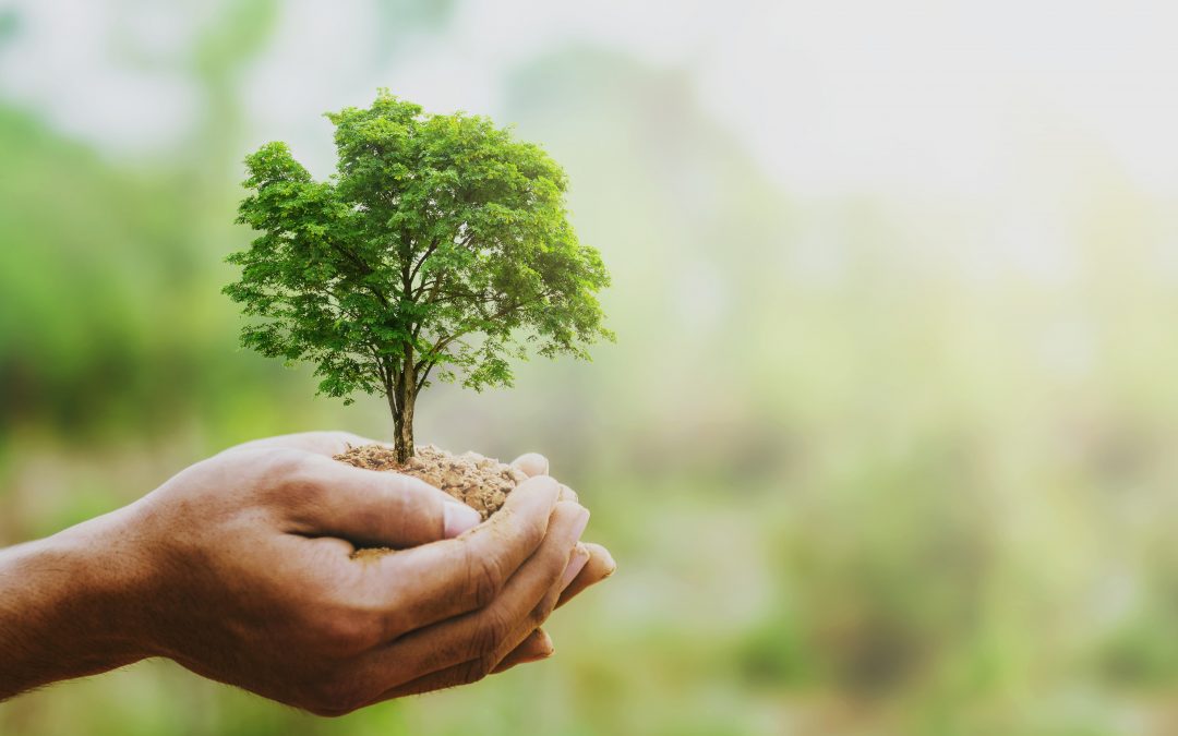 Eine Baumspende: Eine Baumspende für die Umwelt